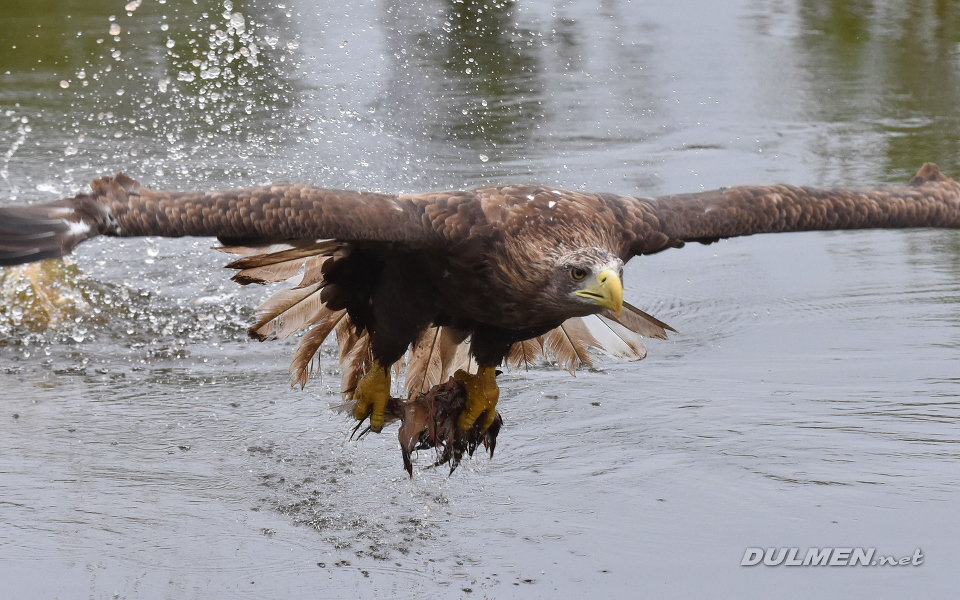 White-tailed eagle (Haliaeetus albicilla)